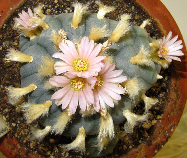  .  (Lophophora),    ,    ...