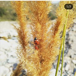 ���� ����, ������ - ��������� 7 ������� 2019