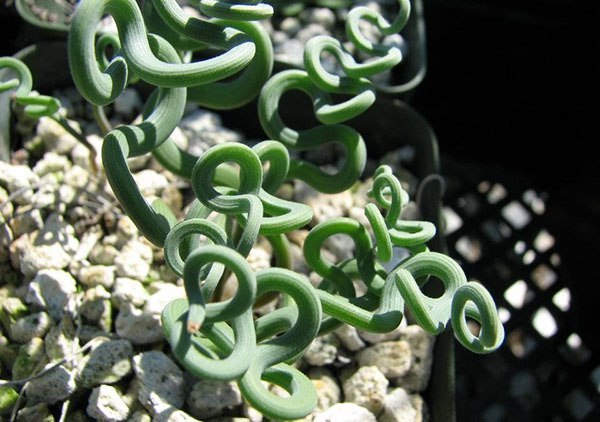 Самые красивые и необычные комнатные растения.В коллекциях цветоводов-любителей сегодня можно ... - 7