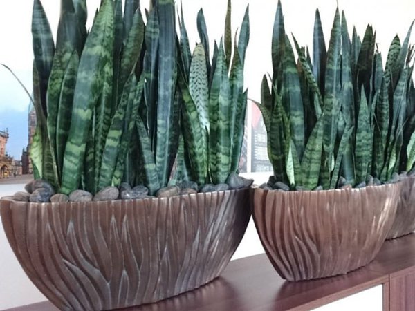 .C (. sansevieria) -    . ...