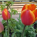 ���� ��������, �����-��������� - ��������� 10 ��� 2019 � ������ ���� ����������