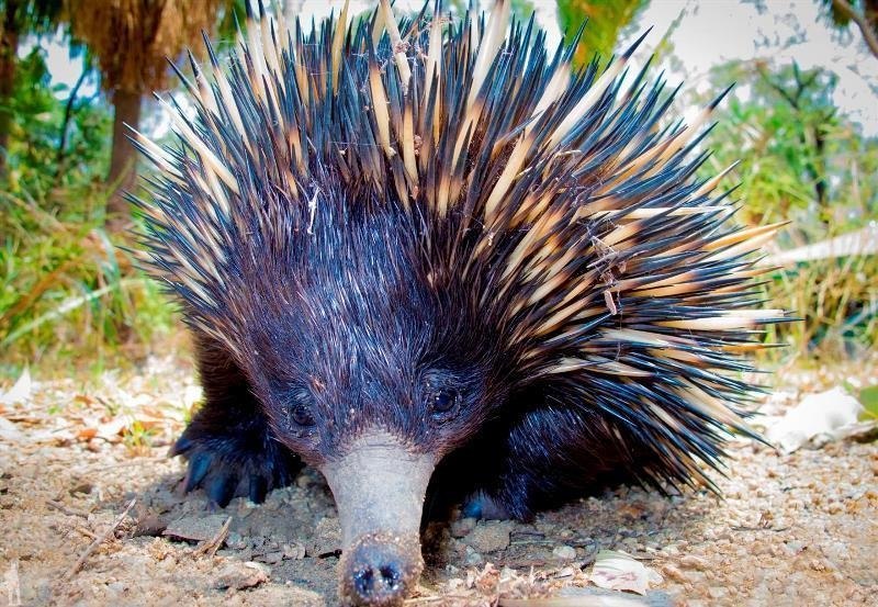   (. Tachyglossus aculeatus).  -   ... - 4