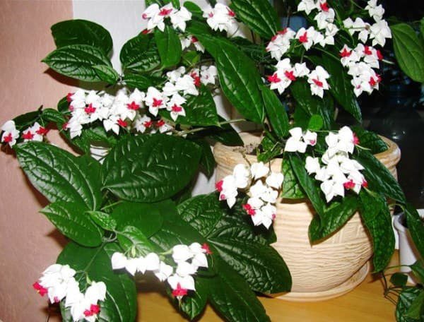 .  (Clerodendrum)     400 , ,   ... - 5