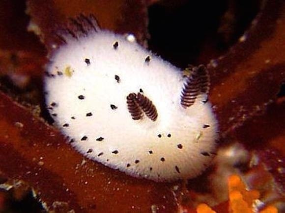 Mop��o� c������ J�runna �arva, �a��� ���ec���� �a� ��p���� �y������ �po��� - 2