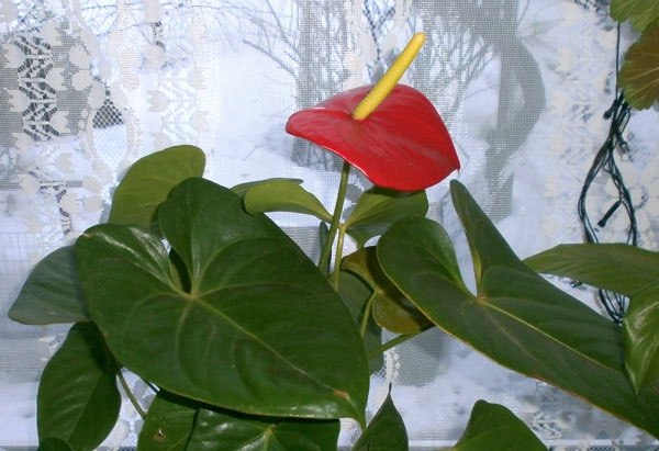 .  (. Anthurium)          ...