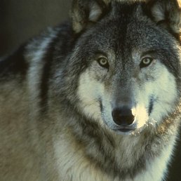 ��������, ���������, 46 ���