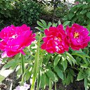 ���� ���������, ���������, 71 ��� - ��������� 26 ���� 2019 � ������ ������ ��������