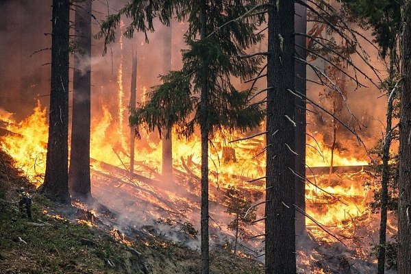 Более 3 миллионов гектaров леса гoрит в Сибири и Якутии. А вeдь эти леса — лeгкие планеты! ...