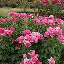  , , 70  -  15  2019   CA_2019_San Jose_Rose Garden_2