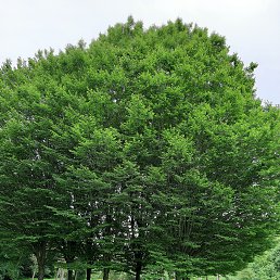 ���� �������, �������� - ��������� 12 ���� 2019