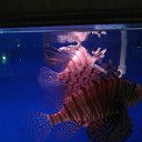 ���� �������, �������, 41 ��� - ��������� 11 ������� 2019 � ������ ���� ����������