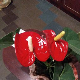 ���� �������, �����-���������, 52 ���� - ��������� 9 ������� 2019