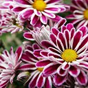 ���� �����, �����-��������� - ��������� 21 ��� 2019 � ������ ���� ����������