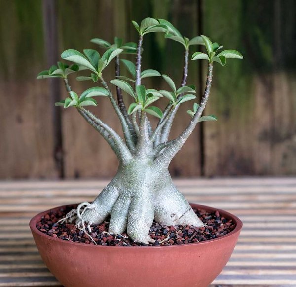 . (Adenium)         , ... - 2