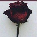 ���� ������, �������, 29 ��� - ��������� 8 ������� 2019