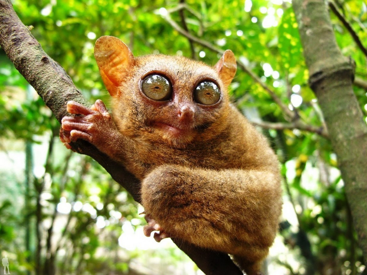 ��������� (Tarsiers) ��������� � ������ �������, ������� � ���-��������� ����