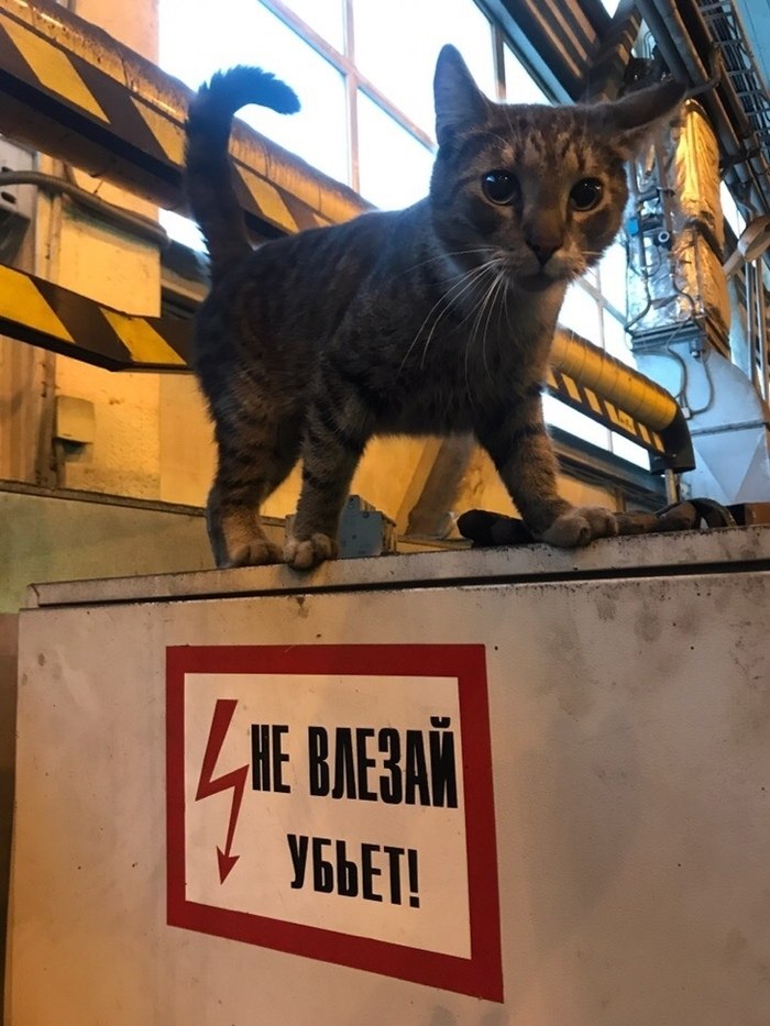 Заводы стоят, одни только котики и работают - 6