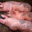 ���� �����, �����, 66 ��� - ��������� 30 ���� 2019 � ������ ������ ��������