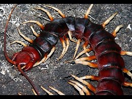 САМЫЕ БОЛЬШИЕ НАСЕКОМЫЕ В МИРЕ