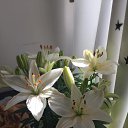 ���� �������, ������� - ��������� 8 ������� 2019 � ������ ���� ����������