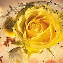 ���� Dalia, �����-��������� - ��������� 29 ��� 2019 � ������ ������ ��������