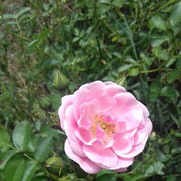 ���� �����, ��������� - ��������� 21 ���� 2019