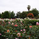  , , 70  -  15  2019   CA_2019_San Jose_Rose Garden_2