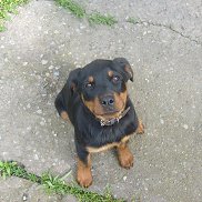 ������, , ������