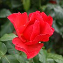  , , 70  -  15  2019   CA_2019_San Jose_Rose Garden_2