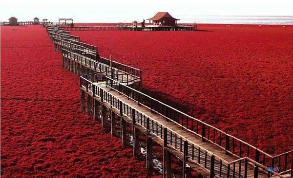 Красный пляж , Китай. Осенью особая морская растительность в этом месте окрашивается в красный цвет