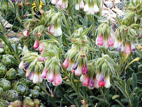     .  (Onosma)      ...