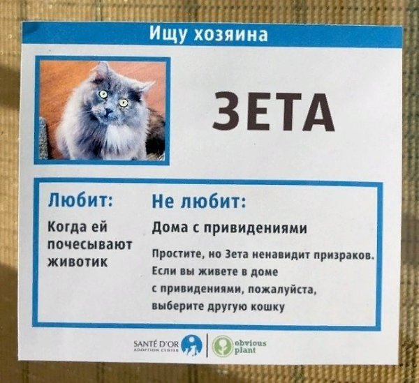 Кошачий приют подошёл творчески к пристройству подопечных, в результате все они быстро нашли дом - 5