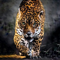 ���� �����, ������, 58 ��� - ��������� 20 �������� 2019