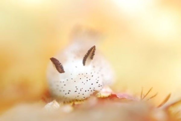 Mop��o� c������ J�runna �arva, �a��� ���ec���� �a� ��p���� �y������ �po���