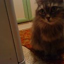 ���� �������, ������, 36 ��� - ��������� 12 ������ 2019