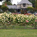  , , 70  -  15  2019   CA_2019_San Jose_Rose Garden_2