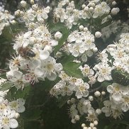 ������, 58 ���, ���������