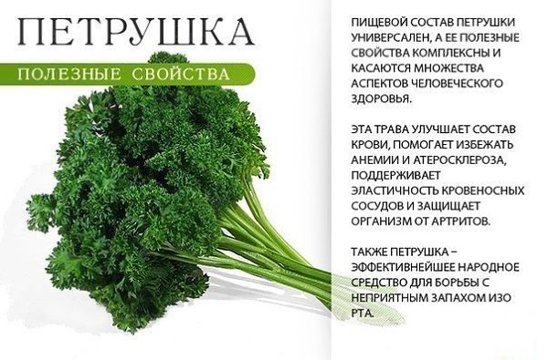Такая полезная зелень! Сохраняем, узнаем больше о полезных свойствах продуктов - 9