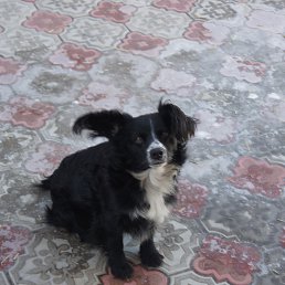 �����, �������