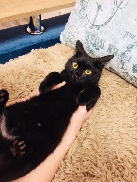 #Безкота_добро.Это мой котик) взяла в приюте. Сначала хотела другого, но моё сердце чувствовало, что ... - 2