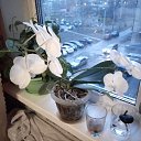 ���� �������, ������� �����, 50 ��� - ��������� 27 ������ 2019 � ������ ���� ����������