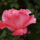  , , 70  -  15  2019   CA_2019_San Jose_Rose Garden_2