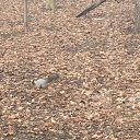 ���� White Bloom, �����-���������, 48 ��� - ��������� 6 ������ 2019 � ������ ���� ����������