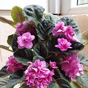 ���� ���������, ������, 62 ���� - ��������� 18 ���� 2019 � ������ ���� ����������