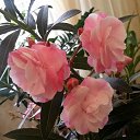 ���� �����, ����� - ��������� 14 ������ 2019 � ������ ���� ����������