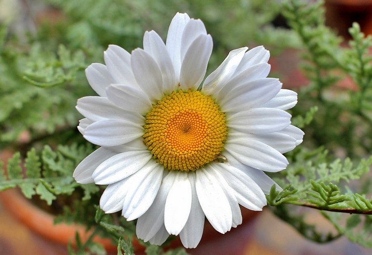 . (Pyrethrum)       ... - 2