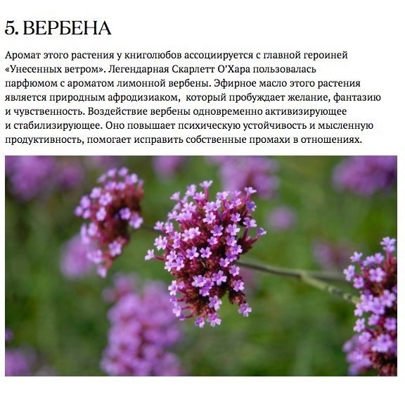 Запахи, которые взбодрят, успокоят и подарят радость.#полезное@ican - 5