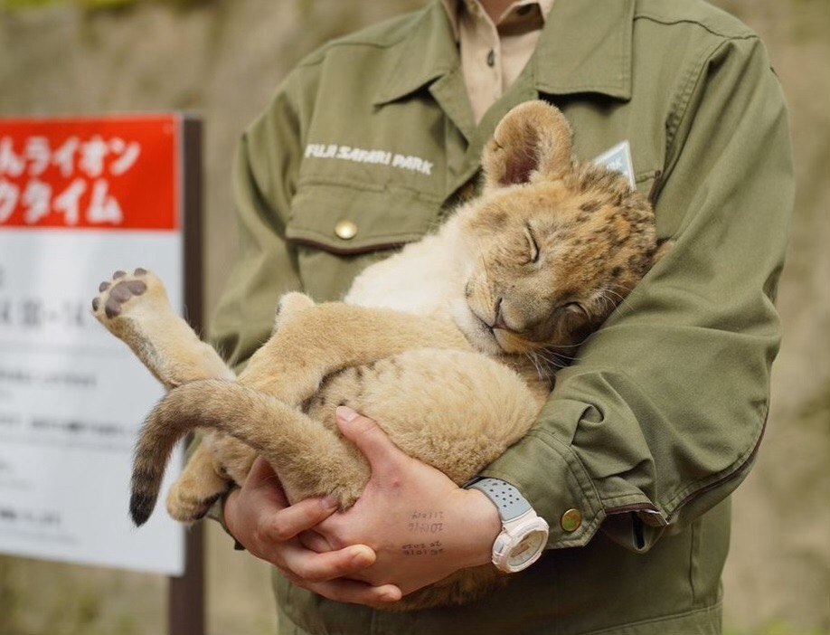 Кукла Simba Еви с братиком, 12 см, купить в Москве, СПб, Новосибирске по низкой цене