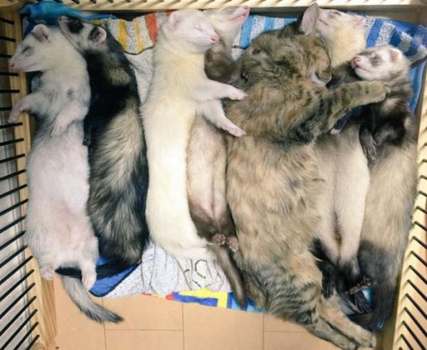 Спасенная кошечка уверена, что она хорёк.Маленькая кошечка оказалась на улице не по своей воле. ... - 5