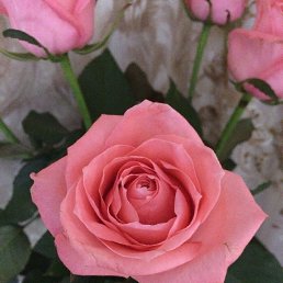 �����, ��������, 36 ���